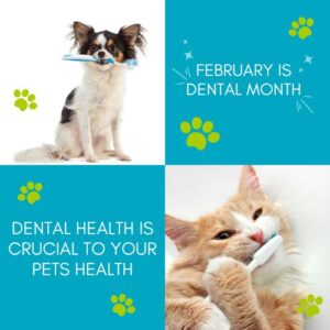 The Essential Guide to Pet Dental Health: Why Regular Brushing Matters